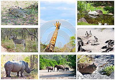 African wild animals collage, South Africa