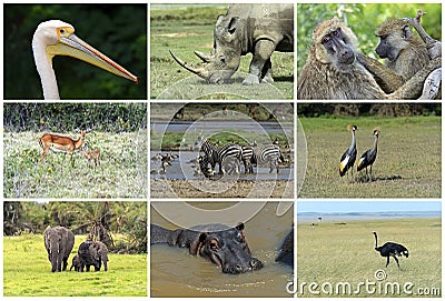 African wild animals