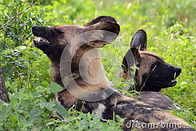 African wild dog, Lycaon pictus