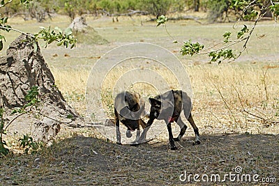 African Wild Dog Pack