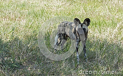 African wild dog standing and staring in wild life