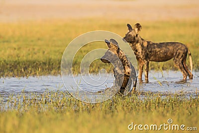 African Wild Dog in water