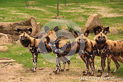 African wild dogs