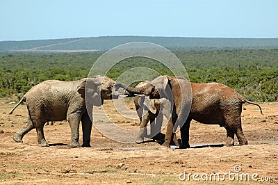 African wildlife