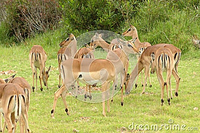 African wildlife