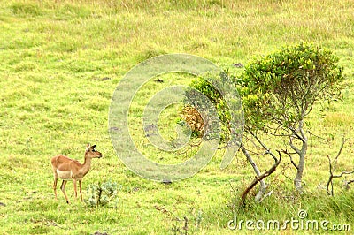 African wildlife