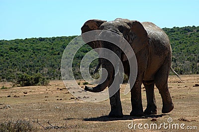 African wildlife