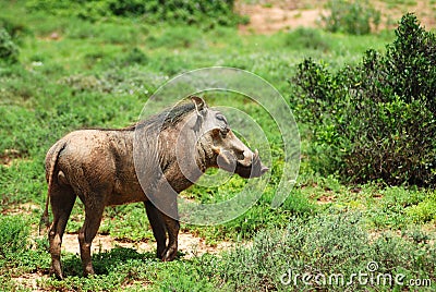 African Wildlife