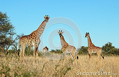 African Wildlife