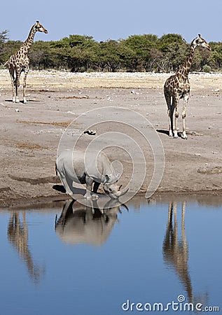 African wildlife - Etosha - Namibia