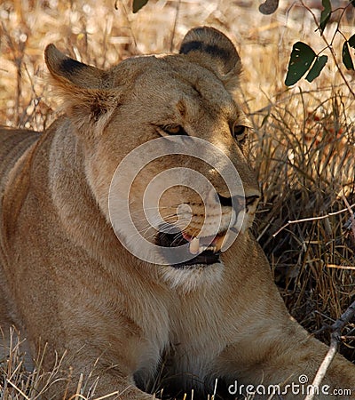 African Wildlife: Female Lion