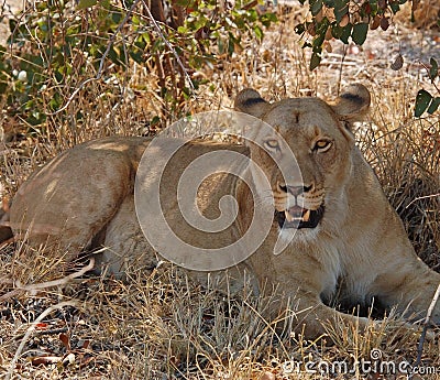 African Wildlife Lion