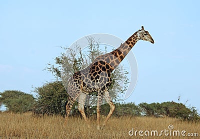 African wildlife safari: Giraffe