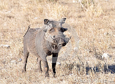 African Wildlife: Warthog