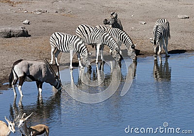 African wildlife at a waterhole in Namibia