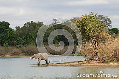 Afternoon Drink - Tanzanian Elephant