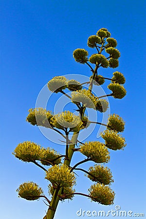 Agave Century Plant blooming
