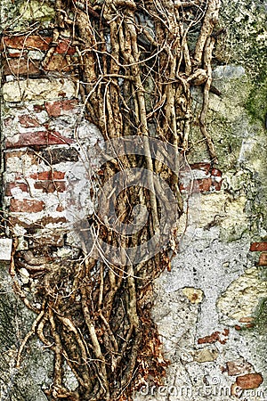 Aged old wall with roots texture background