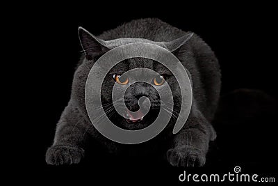 Aggressive Black Cat In Dark Room Royalty Free Stock Photos - Image