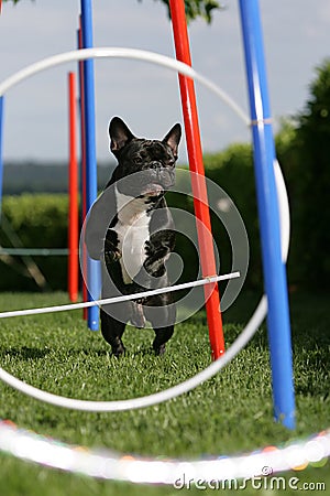 Agility training