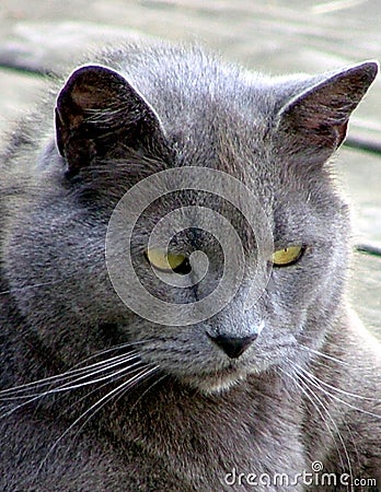 An Aging Russian Blue Cat