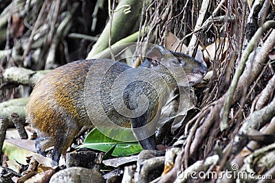 Agouti