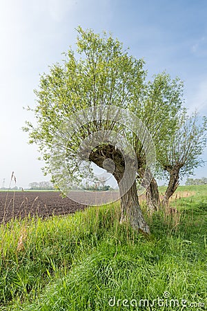 Agricultural landscape with three pollard willows