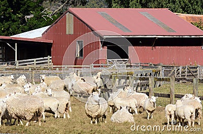 Agriculture in New Zealand NZ NZL