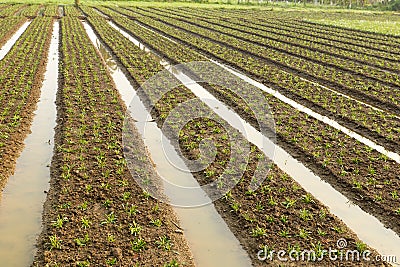 Agriculture north of thailand