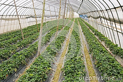 Agriculture tent farm