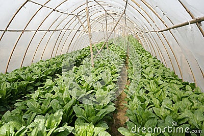 Agriculture tent farm