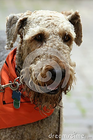 Airedale Terrier