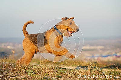 Airedale terrier