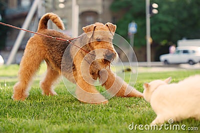 Airedale terrier playing with white cat