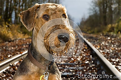 Airedale terrier on railroad tracks