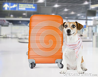 Airport dog