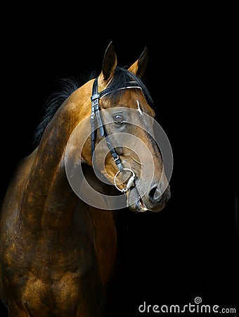 Akhal-teke horse