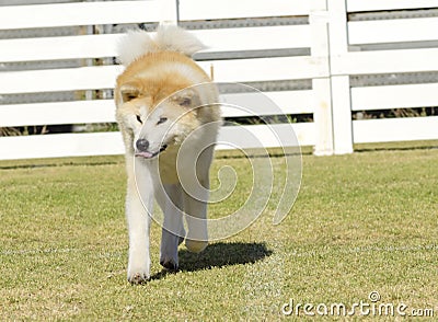 Akita Inu