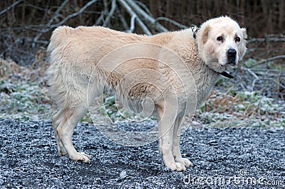 Alabai central Asian shepherd dog