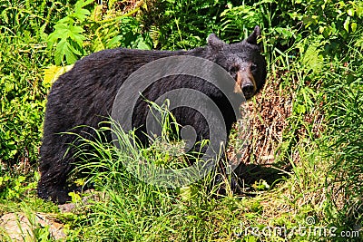 Alaska Black Bear on Grassy Trail