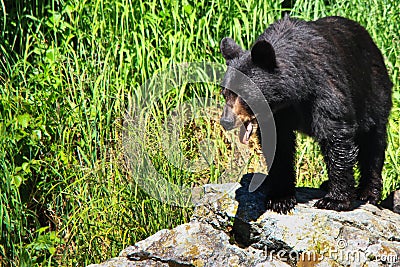 Alaska Black Bear on Rocky Outcropping