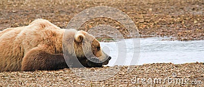 Alaska Brown Bear Napping By the Water