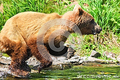 Alaska Brown Grizzly Bear Fishing Leap