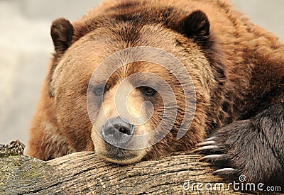 Alaskan brown bear