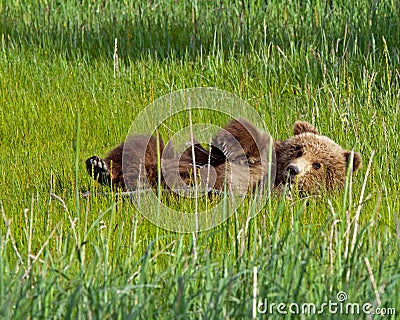 Alaskan brown bear cub