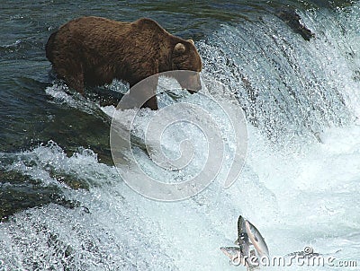 Alaskan Brown Bear Fishing at Falls