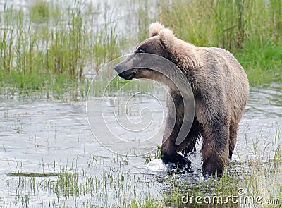 Alaskan brown bear standing in water