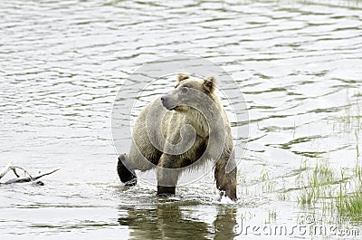 Alaskan brown bear standing in water