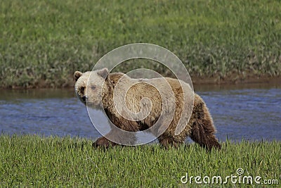 Alaskan Coastal Brown Bear