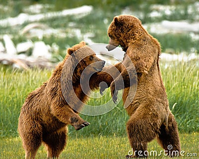 Alaskan Grizzly Bears Fighting